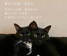 竹の猫砂ペレット